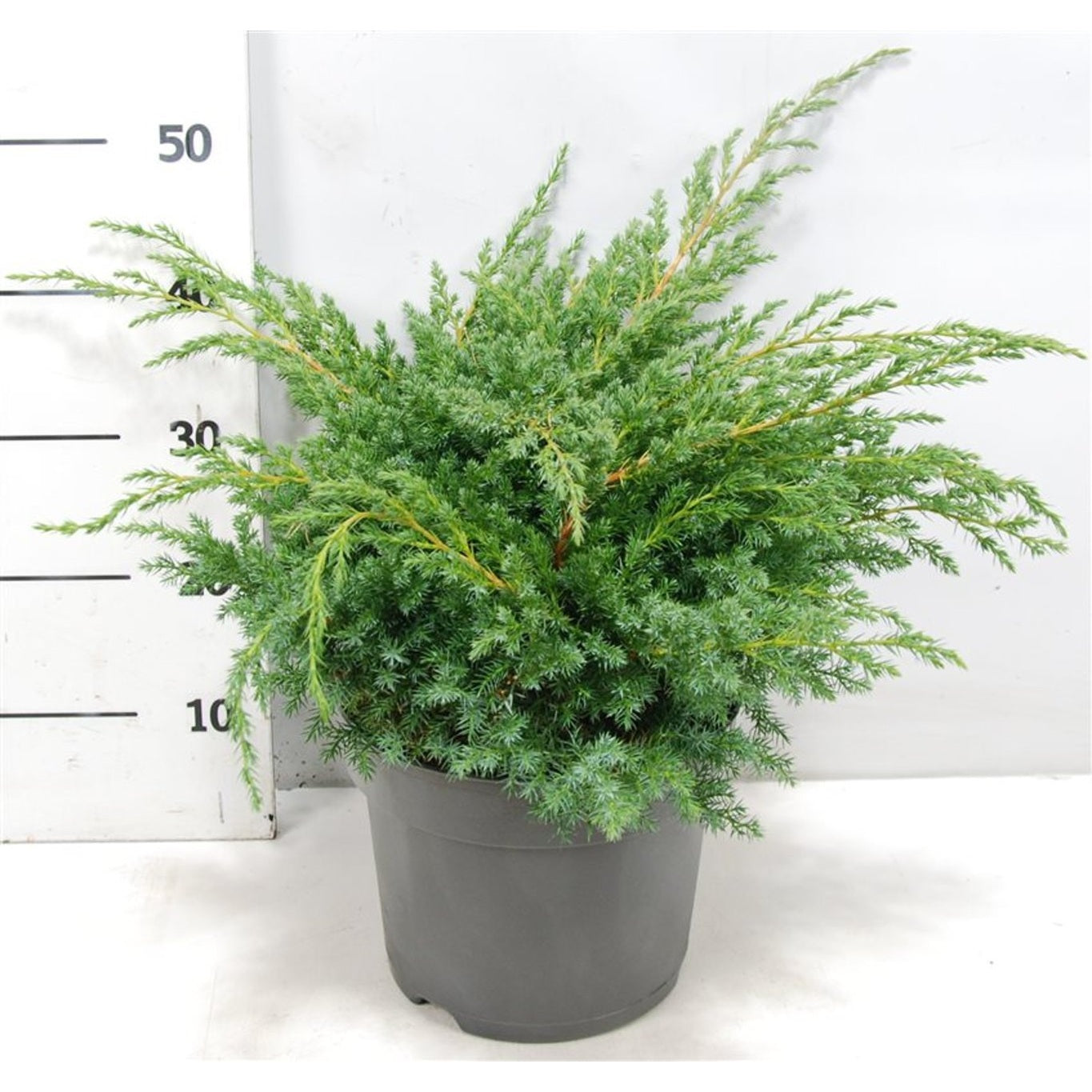 Himalaya-en – Juniperus squamata 'Blue Swede' - C7.5 40-50 cm.